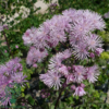 Thalictrum aquilegifolium, Akelejefrøstjerne