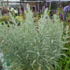 Artemisia ludoviciana 'Silver Queen', Bynke