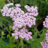 Achillea millefolium 'Lilac Beauty', Røllike