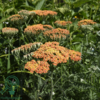 Achillea millefolium 'Terracotta', Røllike