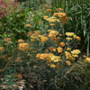 Achillea millefolium 'Terracotta', Røllike