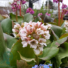 Bergenia hybrid 'Bressingham White', Kæmpe-Stenbræk