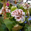 Bergenia hybrid 'Bressingham White', Kæmpe-Stenbræk
