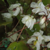 Epimedium youngianum 'Niveum', Bispehue