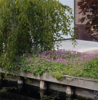 Geranium cantabrigiense 'Karmina', Storkenæb