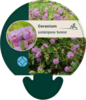 Geranium cantabrigiense 'Karmina', Storkenæb