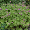 Geranium cantabrigiense 'Karmina', Storkenæb