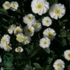 Ranunculus aconitifolius 'Pleniflorus', Sølvknap