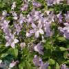 Campanula lactiflora 'Loddon Anna', Klokkeblomst