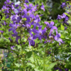 Campanula lactiflora 'Prichard's Variety', Klokkeblomst