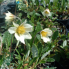 Dryas suendermannii, Rypelyng