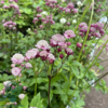 Astrantia major 'Rosensinfonie', Stjerneskærm