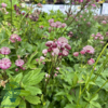 Astrantia major 'Rosensinfonie', Stjerneskærm