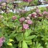 Astrantia major 'Rosensinfonie', Stjerneskærm