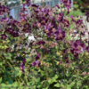 Geranium phaeum 'Samobor', Storkenæb