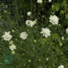 Scabiosa ochroleuca, Skabiose