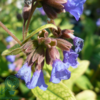 Pulmonaria angustifolia 'Azurea', Himmelblå lungeurt