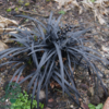 Ophiopogon planiscapus var. nigrescens, Slangeskæg