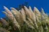 Miscanthus floridulus 'Giganteus'