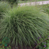Miscanthus sinensis 'Yaku Jima', Kinesisk elefantgræs