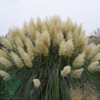 Cortaderia selloana 'Pumila' Pampasgræs