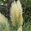 Cortaderia selloana 'Pumila' Pampasgræs