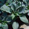 Hosta tardiana 'Halcyon', Funkia C2,0