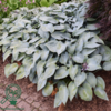 Hosta tardiana 'Halcyon', Funkia C2,0