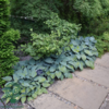 Hosta tardiana 'Halcyon', Funkia C2,0