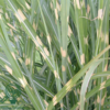 Miscanthus sinensis 'Strictus', Kinesisk elefantgræs