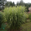 Miscanthus sinensis 'Strictus', Kinesisk elefantgræs