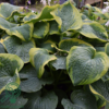 Hosta sieboldiana-hybrid 'Frances Williams', Funkia