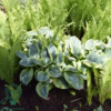 Hosta sieboldiana-hybrid 'Frances Williams', Funkia