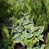 Hosta sieboldiana-hybrid 'Frances Williams', Funkia