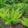 Dryopteris filix-mas, Mangeløv