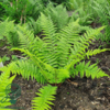 Dryopteris filix-mas, Mangeløv