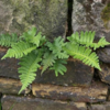 Polypodium vulgare