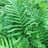 Polypodium vulgare