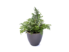 Polystichum setiferum 'Proliferum',