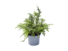 Polystichum setiferum 'Proliferum',