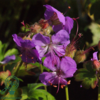 Geranium cantabrigiense 'Cambridge', Storkenæb
