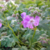 Geranium cantabrigiense 'Cambridge', Storkenæb