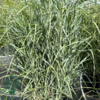 Panicum virgatum 'Prairie Sky', Præriehirse