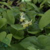 Epimedium versicolor 'Sulphureum', Bispehue