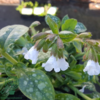 Pulmonaria officinalis 'Sissinghurst White', Hvidplettet lungeurt