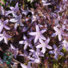 Campanula poscharskyana 'Lisduggan Variety', Klokkeblomst