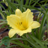 Hemerocallis hybrid 'Happy Returns', Daglilje