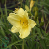 Hemerocallis hybrid 'Happy Returns', Daglilje