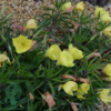 Oenothera macrocarpa (missouriensis), Natlys