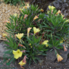Oenothera macrocarpa (missouriensis), Natlys